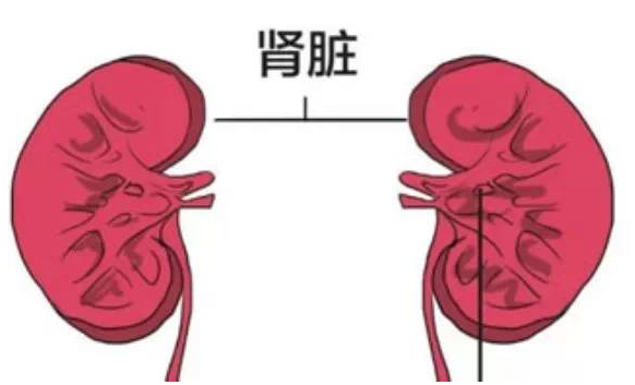 中医肾与西医肾的异同，看后大吃一惊！