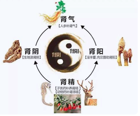 彻底搞懂肾精、肾气与肾阴阳之间的联系与区别